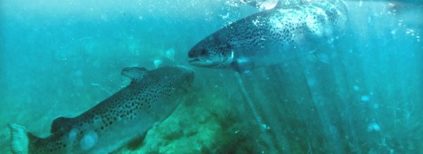 Hatchery - Salmon Ponds